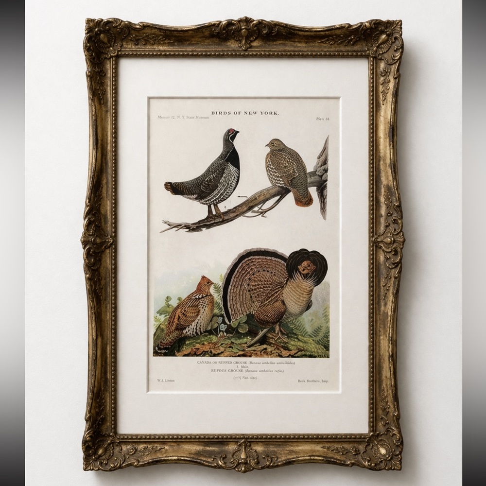 🌹FREE w/purchase Antique Ornithological Bird Print Original vintage